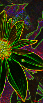 floating, flower, nature, art, photo, suzanne, coleman, artofageniusmind, genius, color, digital, underwater, imagination, imaginative, new, creative, depth, magic