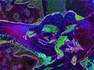 magic, moment, suzanne, coleman, artofageniusmind, photo, art, nature, digital, plant, leaves, leaf, color, expression, fantasy, space, universe, alternate, depth, perception, unique, popular, illinois, prairie, 