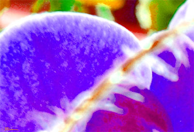 details, plant, macro, digital, art, colors, colorful, violet, purple, magenta, amazing, suzanne, coleman, artofageniusmind, genius, mind