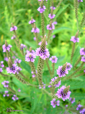purple, green, flowers, illinois, nature, outdoors, 3-D, depth, suzanne, photo, art, coleman