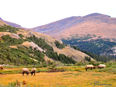 elk, bugling, rut, mating, competing, competition, season, rocky, rockies, mountain, national, park, RMNP, nature, photo, art, outdoors, colorado, denver, mammals, animals, biology, fight, suzanne, coleman, artofageniusmind, meadow, mountain top, hill, scrub, color, fall, autumn, horns, antlers, locked, lock, spar, sparring, romantic, bucks, breeding, mating season, landscape photo