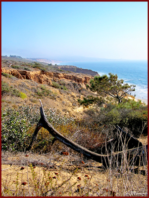 lizard, california, desert, coast, west coast, landscape, USA, America, sky, cliffs, cliff, suzanne, coleman, artofageniusmind, photography, image, art, display
