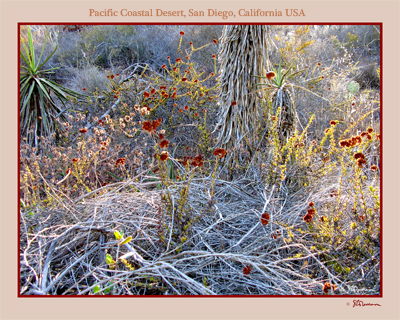 san diego, california, desert, west coast, suzanne, coleman, artofageniusmind, photography, nature, outside, outdoors, plants, ecosystem, ecology, red, buckwheat, sunset, sundown, sunlight, brush, prickly, cactus, cacti