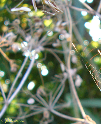 beauty, light, photo, color, art, suzanne, coleman, artofageniusmind, green, nature, illinois, spider, web, spiderweb, plants, seeds, dry, patterns, geometry, lines