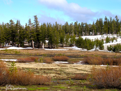 mountaintop, meadow, tahoe, nevada, park, lake, mountain, sierra, sierras, snow, gravel, pine, trees, marsh, sky, clouds, blue, red, green, white, art, photo, landscape, photography, original, peaceful, expansive, suzanne, coleman, artofageniusmind, wetland, forest, ridge, climb