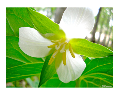 nature, outdoors, white trillium, trillium, forest, flower, spring, wildflower, illinois, petals, leaves, suzanne, coleman, artofageniusmind, photo, art, 