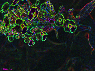 flowers, nature, green, digital, art, photo, abstract, life, suzanne, coleman, artofageniusmind, dark, floating, inventive, interesting, new, fun