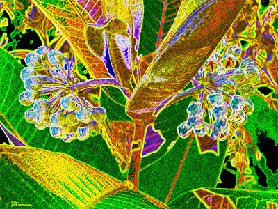 plant, illinois, native, prairie, plant, art, photo, digital, colorful, leaf, leaves, buds, flowers, suzanne, coleman, artofageniusmind, genius, new, linear, unique, geometric, geometry