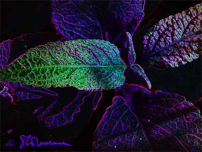 leaves, my world, cartoon, marvel, comics, suzanne, coleman, artofageniusmind, photo, art, nature, illinois, prairie, digital, dark, unique, 