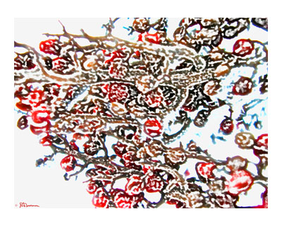 sumac, red, red berry, red berries, berry, berries, plant, nature, illinois, wildlife, food, outdoors, digital, art, photo, suzanne, coleman, genius,mind, artofageniusmind