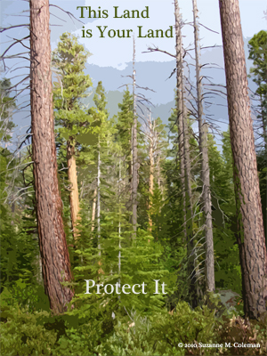 this, land, your, land, lake, tahoe, trees, tree, pine, protect, conserve, preserve,forest, nature, park, outdoors, graphic, campaign, art, design, text, layout, mountains, west, us, US, america, suzanne, coleman, artofageniusmind